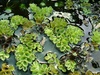 Salvinia Cucullata Live Aquarium Floating Plants