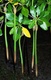Red Mangrove Plants 10" Long X 5