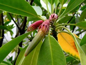 Oriental Mangrove Plants 2-4\" Long X 10 Oriental Mangrove Plants 2-4\" Long X 10