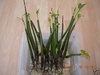 Red Mangrove Plant 7-12\" long 4-6 months old