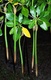 Red Mangrove Seed Plants 6-12" x 1  long