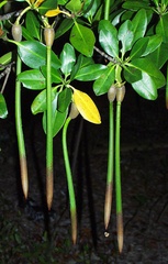 Red Mangrove Plant 7-12\" long 4-6 months old Red Mangrove Plant 7-12\" long 4-6 months old