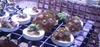 Zoa Zoas Frag Pack Mix of 3 Corals Zoa Zoas Frag Pack Mix of 3 Corals