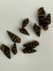 1 X ASSASSIN SNAIL LIVE SNAIL EATER CLEA HELENA 1 X ASSASSIN SNAIL LIVE SNAIL EATER CLEA HELENA