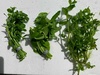 Mixed BACOPA PACK X 15 Live Aquarium Plants Mixed BACOPA PACK X 15 Live Aquarium Plants