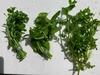 Mixed BACOPA PACK X 15 Live Aquarium Plants