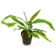 Cryptocoryne Balansae Crispatula 6 X 5cm Pots Cryptocoryne Balansae Crispatula 6 X 5cm Pots