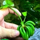 Nymphoides Aquatica Banana Lily Plant Live Nymphoides Aquatica Banana Lily Plant Live