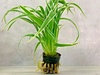 Chlorophytum Bichetii Grass Siam Lily Chlorophytum Bichetii Grass Siam Lily