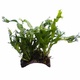 Mini Coconut Bridge With Java Fern Mini LIVE Mini Coconut Bridge With Java Fern Mini LIVE