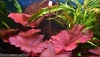Nymphaea Red Lotus Bulb Live Aquarium Tropical Plants Nymphaea Red Lotus Bulb Live Aquarium Tropical Plants