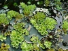Salvinia Cucullata Live Aquarium Floating Plants Salvinia Cucullata Live Aquarium Floating Plants
