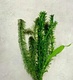 Coldwater Mix Pond Oxygenating Live Pond Plants Coldwater Mix Pond Oxygenating Live Pond Plants