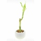 Lucky Bamboo Dracaena Sandriana Easy Houseplant Lucky Bamboo Dracaena Sandriana Easy Houseplant
