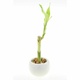 Lucky Bamboo Dracaena Sandriana Easy Houseplant