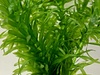 Elodea Densa 10 Stems Oxygenating Pond Tropical Aquarium Plants Elodea Densa 10 Stems Oxygenating Pond Tropical Aquarium Plants