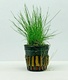 Eleocharis Parvula Dwarf Hairgrass Spikerush Oxygenating Plant Eleocharis Parvula Dwarf Hairgrass Spikerush Oxygenating Plant