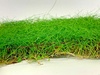 Eleocharis On A Net Pad Carpeting Live Plant Eleocharis On A Net Pad Carpeting Live Plant