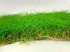 Eleocharis On A Net Pad Carpeting Live Plant