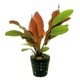 Echinodorus Fancy Twist 6 X 5cm Potted Aquarium Plants Echinodorus Fancy Twist 6 X 5cm Potted Aquarium Plants