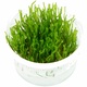 5g Flame Moss Live Tropical Aquarium Pond Plant 5g Flame Moss Live Tropical Aquarium Pond Plant