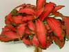 Fittonia Verschaffeltii Red Nerve Plant Fittonia Verschaffeltii Red Nerve Plant