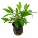 Cryptocoryne Wendtii Green 6 X 5cm Pots Cryptocoryne Wendtii Green 6 X 5cm Pots