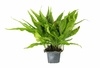 Microsorum Pteropus Live Aquarium Plant Java Fern Microsorum Pteropus Live Aquarium Plant Java Fern