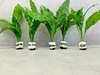 5 X Java Fern Live Aquarium Plants Microsorum Pteropus LIVE 5 X Java Fern Live Aquarium Plants Microsorum Pteropus LIVE