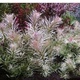Ludwigia Sp. White Pink Rare Aquarium Tropical Plant X 2 Ludwigia Sp. White Pink Rare Aquarium Tropical Plant X 2