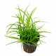 Juncus Repens Easy LIVE Aquarium