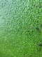 Lemna Duck Weed 250g Live Oxygenating Lemna Duck Weed 250g Live Oxygenating
