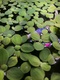 Pistia Stratiotes Dwarf Water Lettuce X 2 Pistia Stratiotes Dwarf Water Lettuce X 2