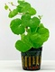 Hydrocotyle Leucocephala Brazilian Pennywort Live