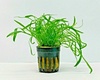 Lilaeopsis Novae Zelandiae Lilaeopsis Novae Zelandiae