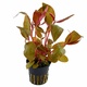 6 X 5cm Pots of Alternanthera Lilacina 6 X 5cm Pots of Alternanthera Lilacina
