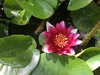 Big Red Live Deep Water Lily Big Red Live Deep Water Lily