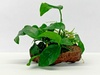 Lava Rock With Anubias Nana and Java Moss Lava Rock With Anubias Nana and Java Moss