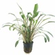 Cryptocoryne Lucens Live Plant Cryptocoryne Lucens Live Plant