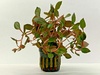 Ludwigia Sp. Mini Super Red Live Aquarium Tropical Plant Ludwigia Sp. Mini Super Red Live Aquarium Tropical Plant