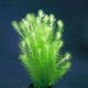 Mayaca Fluviatilis Live Tropical Aquarium Plants 1 Bunch Mayaca Fluviatilis Live Tropical Aquarium Plants 1 Bunch