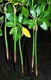 Red Mangrove Seed Plant 8-12" X 3 Red Mangrove Seed Plant 8-12" X 3