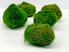 Marimo Moss Balls Cladophlora 8-12cm Marimo Moss Balls Cladophlora 8-12cm