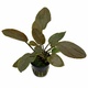 Lagenandra Meeboldii Red Live Aquarium Tropical Plant Lagenandra Meeboldii Red Live Aquarium Tropical Plant