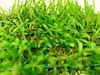 Java Moss On A Net Pad Carpeting Live Plant Pond Oxygenating Java Moss On A Net Pad Carpeting Live Plant Pond Oxygenating