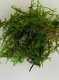 10g Java Moss Live Tropical Aquarium Pond Plant Aquascaping 10g Java Moss Live Tropical Aquarium Pond Plant Aquascaping