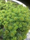 Water Milfoil Myriophyllum Spicatum Perennial Water Milfoil Myriophyllum Spicatum Perennial