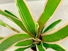 Neoregelia Bromeliad House Plant Neoregelia Bromeliad House Plant