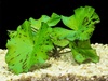 Nymphaea Green Lotus Bulb Live Aquarium Tropical Plants Nymphaea Green Lotus Bulb Live Aquarium Tropical Plants