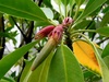 Oriental Mangrove Plants 2-4" Long X 10 Oriental Mangrove Plants 2-4" Long X 10